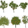 Orange Tree Lemon Tree Landscape Tree Orange Tree Indoor Greening Tree Shadow 3d model
