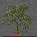 Albizia Julibrissin Tree On Paved Ground With Lush Foliage Green Circular Base And Person Nearby