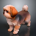 Fluffy Brown And White Shih Tzu Puppy Standing On Shiny Dark Floor