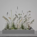 Ornamental Grasses And Herbs In Concrete Planter With White Spherical Flowers And Green Foliage