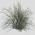 Tall Green Ornamental Grass In Cluster With Long Leaves Slender Stems And Natural Texture