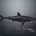 Large Gray Shark With Sleek Body And Sharp Fins On Dark Reflective Surface