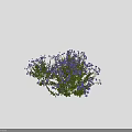 Lush Flowering Shrub With Blue Flowers And Vibrant Green Leaves