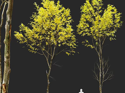 Vibrant Yellow Leaf Arbor Tree With Slender Trunk And Natural Branch Structure 3d model