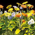Vibrant Colorful Flowers With Orange Yellow Purple White Blooms And Green Leaves In Garden