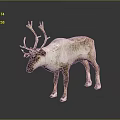 Realistic Reindeer Sculpture With Large Antlers Brown White Fur Standing On Reflective Surface