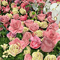 Vibrant Pink Yellow White Roses in Lush Flower Garden Scenic View