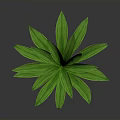 Lush Green Leafy Plant With Vibrant Shiny Leaves On Dark Background
