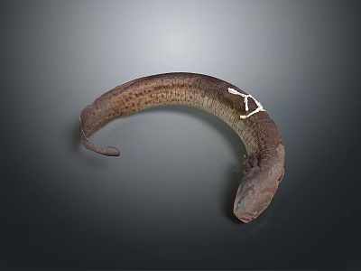 Aquatic Life Eel Reptile Museum Specimen Marine Life Wildlife Fish Freshwater Fish 3d model