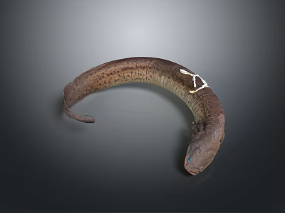 Curved Spotted Aquatic Animal With Long Slender Body And Smooth Skin 3d model