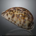 Stunning Cowrie Mollusk Shell With Brown White Orange Spots Smooth And Shiny Oval Shape