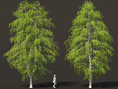 Tall Birch Trees With Green Leaves White Trunks And Human Figure For Scale 3d model