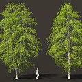 Tall Birch Trees With Green Leaves White Trunks And Human Figure For Scale