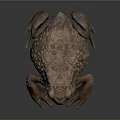Detailed View of Brown Spotted Toad on Gray Background with Shiny Surface