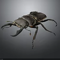 Stag Beetle With Shiny Dark Exoskeleton Large Mandibles Close Up Isolated On Dark Background