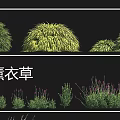 Different Types of Garden Grasses Including Hakone Grass Lavender Wild Bluegrass and Wild Oat