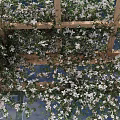 Lush Vines Covering Wooden Trellis With White Flowers And Sunlight Filtering Through