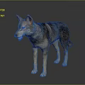Realistic Standing Wolf 3D Model With Brown Gray Fur On Reflective Gray Background 3d model