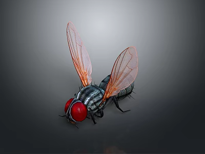 Detailed Macro View of Fly with Red Eyes Transparent Wings and Black Striped Body 3d model