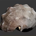 Pink And White Seashell With Textured Surface And Spiral Shape On Black Background