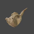 Natural Animal Skull Specimen With Horns And Detailed Bone Structure