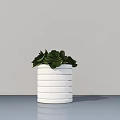 Potted Succulent Plant in White Striped Pot on Blue Tabletop Against Gray Wall