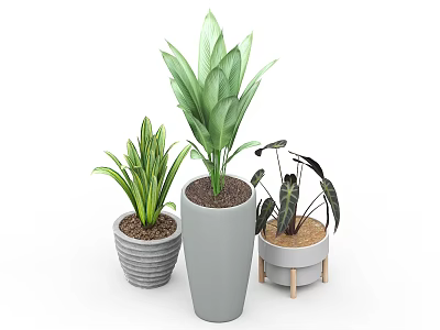 Bonsai Potted Plants With Striped And Wooden Legged Planters And Green Leafy Foliage 3d model
