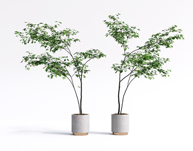 modern potted plant green plant landscape tree 3d model