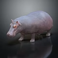 Realistic Gray Hippopotamus Standing On Dark Reflective Surface With Smooth Skin