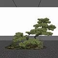 Elegant Pine Tree Bonsai Display With Small Stones Moss White Wall Gray Floor 3d model
