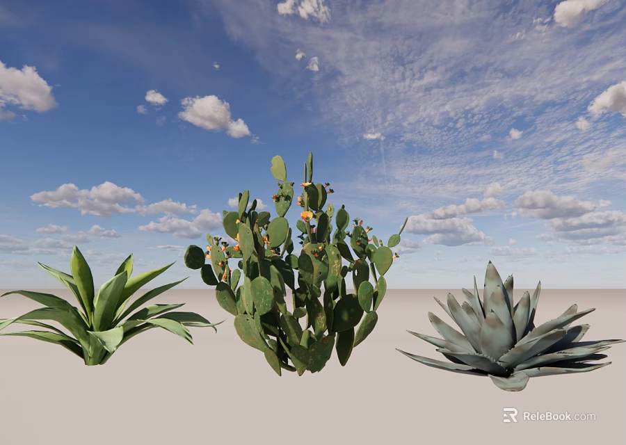 Bonsai Potted Cactus and Agave Plants Under Blue Sky with Clouds 3d model 