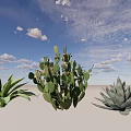 Bonsai Potted Cactus and Agave Plants Under Blue Sky with Clouds