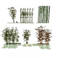Various Bamboo Species With Different Heights And Green Foliage For Garden Landscaping Design