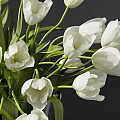 Fresh White Tulips in Elegant Clear Glass Vase for Home Interior Decor