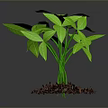 Green Leafy Plant Growing in Brown Mulch Against Gray Background