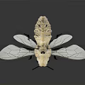 Bee with Yellow Body Black Legs and Transparent Wings on Dark Background