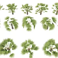 Various Types Of Green Leafy Arbor Trees With Different Foliage Forms On White Background