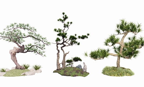 Garden Plant Shrub Green Plant Ornamental Tree Model Tree Pohan Pine Bonsai 3d model