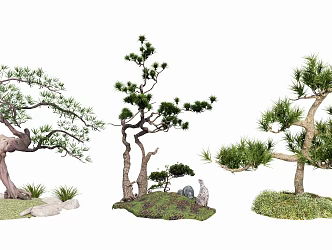 Garden Plant Shrub Green Plant Ornamental Tree Model Tree Pohan Pine Bonsai 3d model