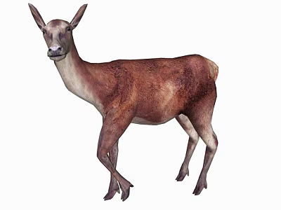 modern deer animal deer 3d model
