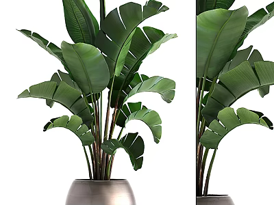 Tropical Potted Plant With Large Green Leaves In Metal Pot 3d model