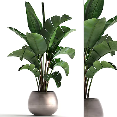 Tropical Potted Plant With Large Green Leaves In Metal Pot 3d model