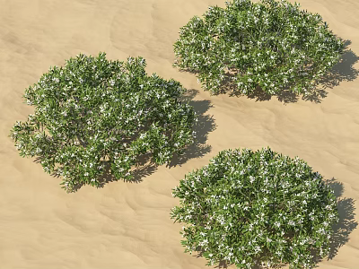 Three Shrubs With Green Leaves And White Flowers Growing On Sandy Ground 3d model