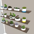 Bonsai Potted Plants Display On Wooden Shelves With Various Succulents And Decorative Pots