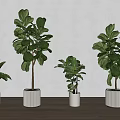 Indoor Potted Plants With Various Sizes Green Leaves And White Pots On Wooden Surface