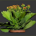 Vibrant Houseplant With Green Leaves And Orange Flowers In Clay Pot