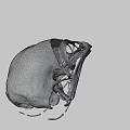 Detailed Bird Skull Anatomy With Intricate Skeletal Structure On Black Background