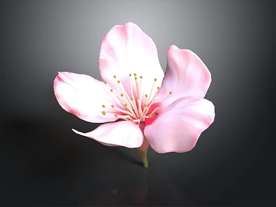 Pink Flower With Delicate Petals And Yellow Stamens On Dark Background 3d model