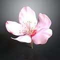 Pink Flower With Delicate Petals And Yellow Stamens On Dark Background