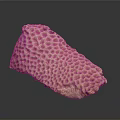 Coral Polyps Create Intricate Natural Skeleton Structure With Calcium Carbonate Texture